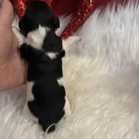 Black/white Piebald Female, a female Miniature Dachshund for sale in Weaverville, NC – Photo 4 of 9