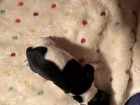 processed/b96e48b4-4ac7-4c70-bc09-e9c2c2b17e80/listing/a91335ef-3c5c-42a1-a9d2-1395866710ff/d69a1038-4b31-45dc-8537-b13404b074de