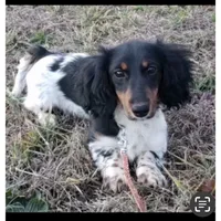 Black/white Piebald Female, a female Miniature Dachshund for sale in Weaverville, NC – Photo 9 of 9