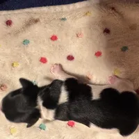 Black/white Piebald Female, a female Miniature Dachshund for sale in Weaverville, NC – Photo 7 of 9