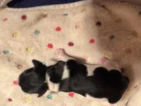 processed/b96e48b4-4ac7-4c70-bc09-e9c2c2b17e80/listing/a91335ef-3c5c-42a1-a9d2-1395866710ff/f9fb7049-d7eb-4fa8-a5fb-bdc915be3fde