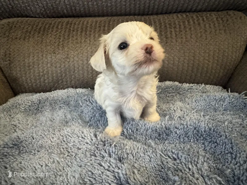 Mauxie white male – Maltese, Miniature Dachshund puppy for sale in Weaverville, NC