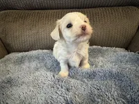 Mauxie white male, a male Maltese and Miniature Dachshund for sale in Weaverville, NC – Photo 1 of 4