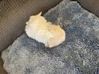 Mauxie white male, a male Maltese and Miniature Dachshund for sale in Weaverville, NC – Photo 4 of 4