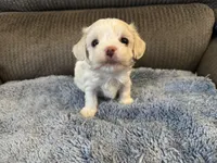 Mauxie white male, a male Maltese and Miniature Dachshund for sale in Weaverville, NC – Photo 3 of 4