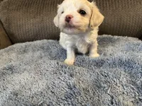 Mauxie white male, a male Maltese and Miniature Dachshund for sale in Weaverville, NC – Photo 2 of 4