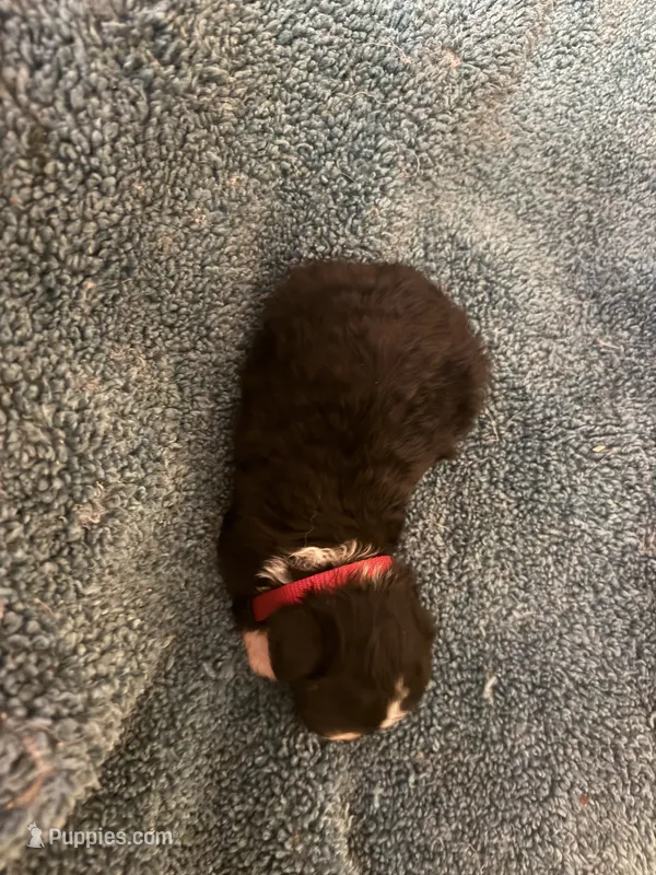 ASDR Black tri female 5 – Miniature Australian Shepherd puppy for sale in Weaverville, NC