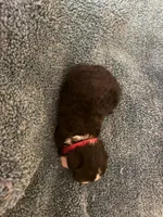 ASDR Black tri female 5, a female Miniature Australian Shepherd for sale in Weaverville, NC – 1 of 7