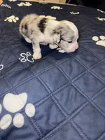 Blue Merle male 2 / possibly Blue eyes, a male Miniature Aussiedoodle for sale in Weaverville, NC – 8 of 10
