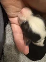 ASDR Black tri female 3, a female Miniature Australian Shepherd for sale in Weaverville, NC – 2 of 3