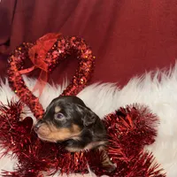 Chocolate Phantom male, a male Miniature Aussiedoodle for sale in Weaverville, NC – Photo 7 of 10