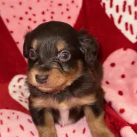 Chocolate Phantom male, a male Miniature Aussiedoodle for sale in Weaverville, NC – Photo 4 of 10