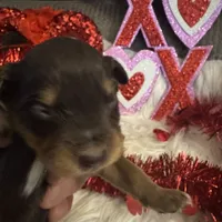 Chocolate Phantom male, a male Miniature Aussiedoodle for sale in Weaverville, NC – Photo 9 of 10