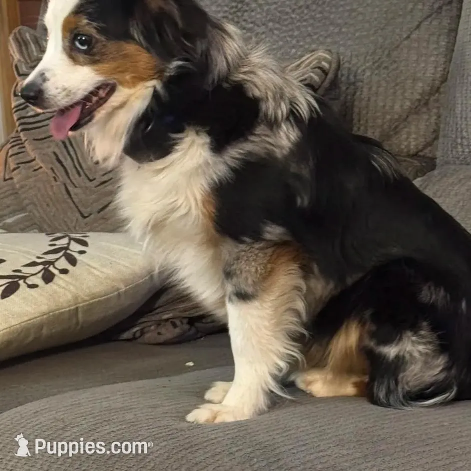 Chocolate Phantom male, a male Miniature Aussiedoodle for sale in Weaverville, NC – Photo 10 of 10