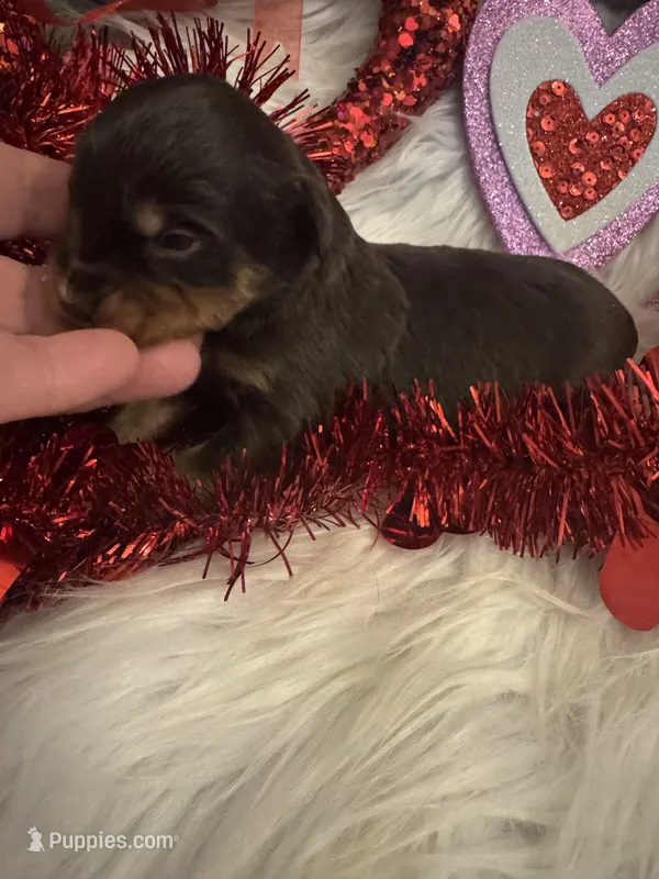 Chocolate Phantom male