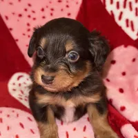 Chocolate Phantom male, a male Miniature Aussiedoodle for sale in Weaverville, NC – Photo 1 of 10