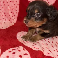 Chocolate Phantom male, a male Miniature Aussiedoodle for sale in Weaverville, NC – Photo 2 of 10