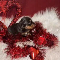 Chocolate Phantom male, a male Miniature Aussiedoodle for sale in Weaverville, NC – Photo 6 of 10