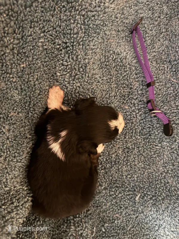 ASDR Black tri female 1 – Miniature Australian Shepherd puppy for sale in Weaverville, NC