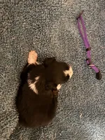 ASDR Black tri female 1, a female Miniature Australian Shepherd for sale in Weaverville, NC – 1 of 9