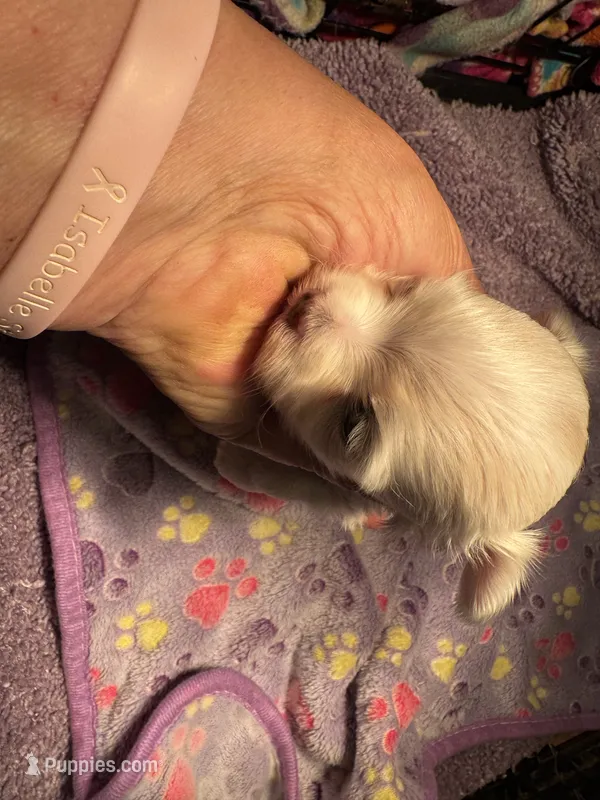 Male Maltese 2 – Maltese puppy for sale in Weaverville, NC