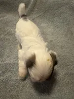 Shih Tzu/Maltess cross White male with brown , a male Maltese and Shih Tzu for sale in Weaverville, NC – 8 of 10