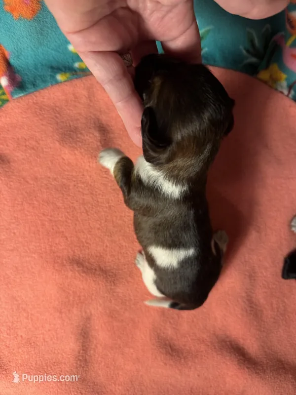 CKC male piebald possibly piebald/dapple – Miniature Dachshund puppy for sale in Weaverville, NC