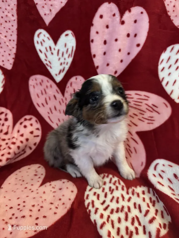 ASDR Blue Merle female 1