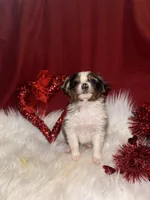 ASDR Blue Merle female 1, a female Miniature Australian Shepherd for sale in Weaverville, NC – Photo 4 of 10