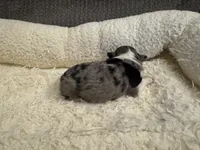 ASDR Blue Merle female 1, a female Miniature Australian Shepherd for sale in Weaverville, NC – Photo 8 of 10