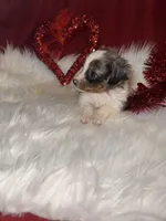 ASDR Blue Merle female 1, a female Miniature Australian Shepherd for sale in Weaverville, NC – Photo 5 of 10