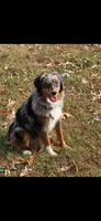 ASDR Blue Merle female 1, a female Miniature Australian Shepherd for sale in Weaverville, NC – Photo 10 of 10