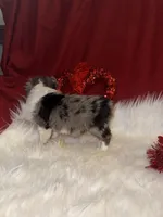 ASDR Blue Merle female 1, a female Miniature Australian Shepherd for sale in Weaverville, NC – Photo 3 of 10