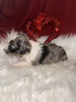 ASDR Blue Merle female 1, a female Miniature Australian Shepherd for sale in Weaverville, NC – Photo 1 of 10