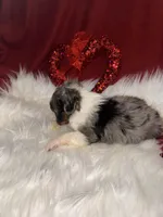 ASDR Blue Merle female 1, a female Miniature Australian Shepherd for sale in Weaverville, NC – Photo 6 of 10