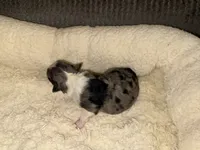 ASDR Blue Merle female 1, a female Miniature Australian Shepherd for sale in Weaverville, NC – Photo 7 of 10