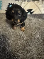 CKC Black and Tan Long Hair Male, a male Miniature Dachshund for sale in Weaverville, NC – 4 of 9