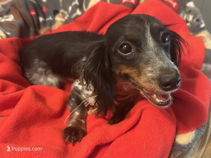 CKC registered piebald/dapple female – Miniature Dachshund puppy for sale in Weaverville, NC