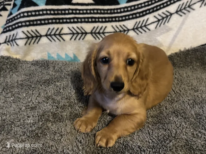 CKC Dark Cream Long Hair male – Miniature Dachshund puppy for sale in Weaverville, NC