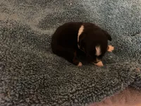 ASDR Black tri male, a male Miniature Australian Shepherd for sale in Weaverville, NC – 5 of 5
