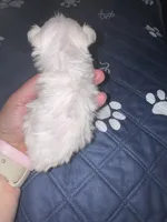 Small female  Maltese , a female Maltese for sale in Weaverville, NC – 10 of 10