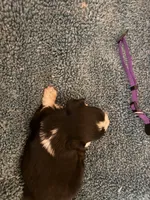 ASDR Black tri female 1, a female Miniature Australian Shepherd for sale in Weaverville, NC – 3 of 9