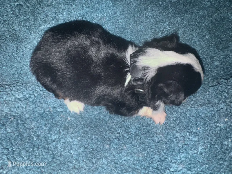 ASDR Black tri female 3 – Miniature Australian Shepherd puppy for sale in Weaverville, NC