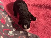 Black with white blaze and white chest Female, a male Miniature Aussiedoodle for sale in Weaverville, NC – 4 of 5
