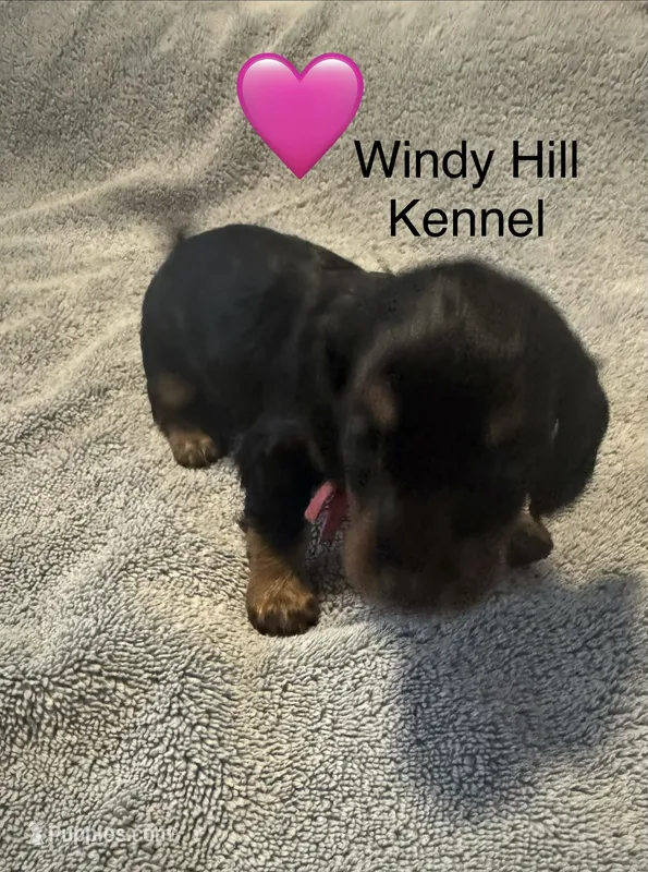 CKC Black and Tan Long Hair female 2 – Miniature Dachshund puppy for sale in Weaverville, NC