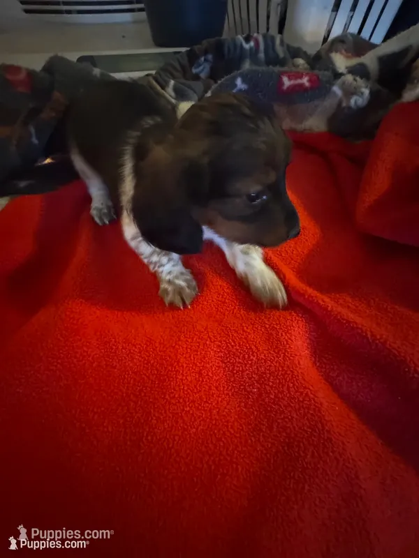 CKC male piebald possibly piebald/dapple – Miniature Dachshund puppy for sale in Weaverville, NC