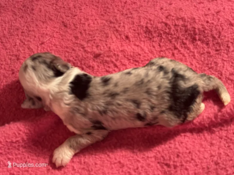 Blue Merle male 2 – Miniature Aussiedoodle puppy for sale in Weaverville, NC