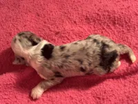 Blue Merle male 2, a male Miniature Aussiedoodle for sale in Weaverville, NC – 1 of 3