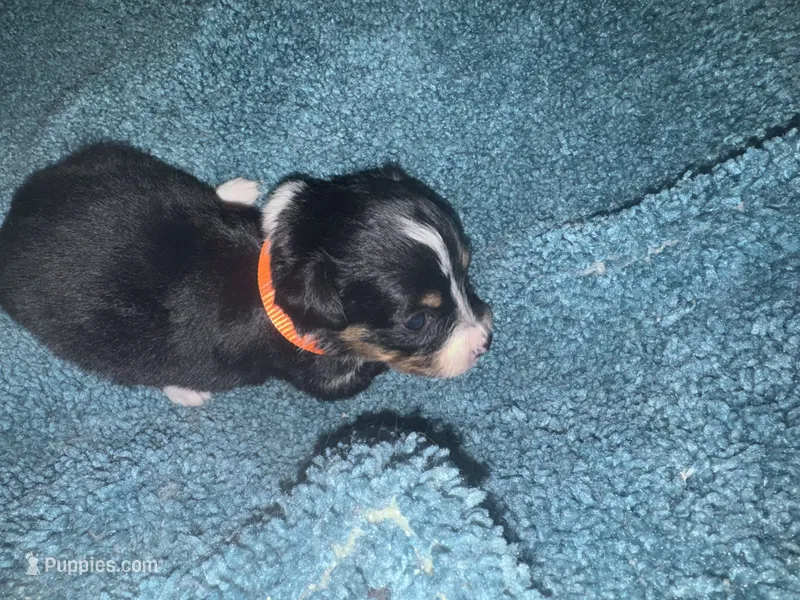 ASDR Black tri female 2 – Miniature Australian Shepherd puppy for sale in Weaverville, NC
