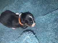 ASDR Black tri female 2, a female Miniature Australian Shepherd for sale in Weaverville, NC – 1 of 9